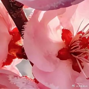 摘一枝桃花给你，赠予你满满的桃花运​​​