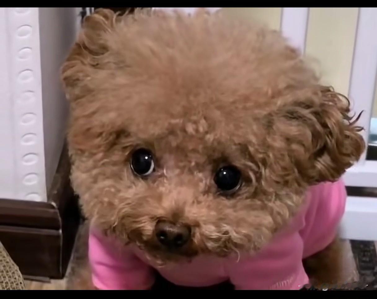 小泰迪昨天挑食故意打翻饭盆，狗粮洒的满地都是，实在气不过就把狗绳挂在门上狠狠收拾