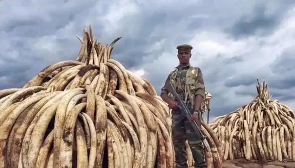 象牙为什么不能从老死的大象身上取？那我问你，“现在两根金条放在这，你告诉我哪