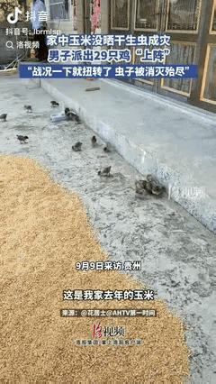 “太有头脑了！”贵州，男子晒玉米没晒干，生了很多的虫，为了挽救这些玉米，他灵机一