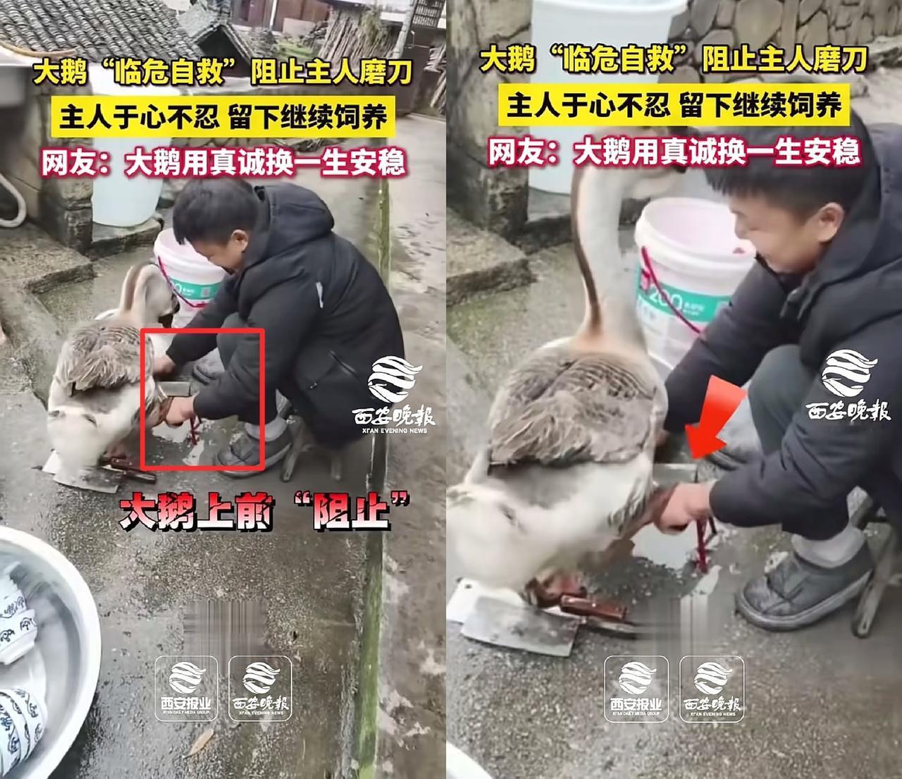解释不清了！贵州一主人正在磨刀，准备杀大鹅用来过年吃，可能是大鹅听见主人的磨刀声