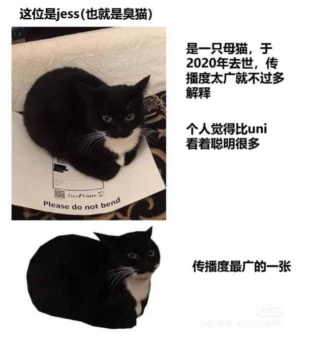 感谢科普，我一直以为是同一只猫猫​​​