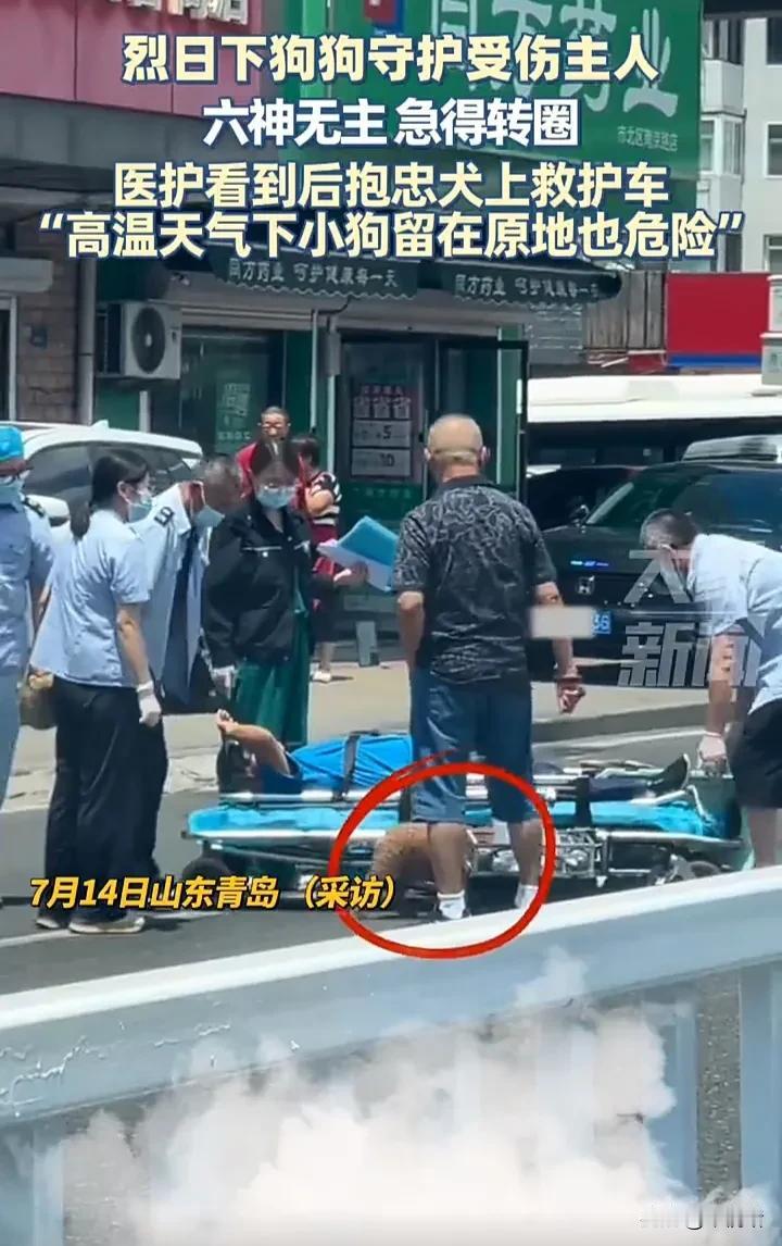 看哭了！7月14日，山东青岛一处街头，一名男子骑电动车时不慎摔倒受伤，他的泰迪犬