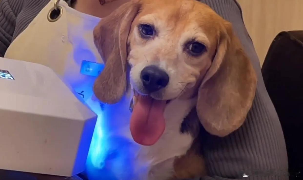 霍思燕家的狗狗们，真的是狗生赢家吧！人做美甲看多了，没想到，狗狗也会做美甲，据悉