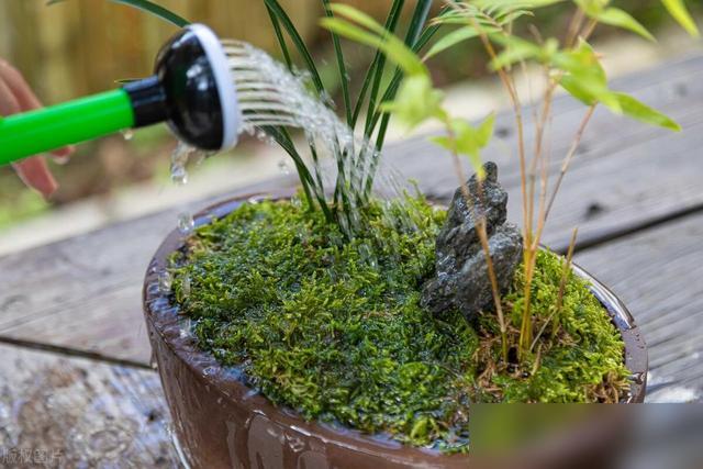 家人们谁懂啊！最近楼下阿姨浇死了三盆月季，一问是中午大太阳浇的水！浇花这事儿真不