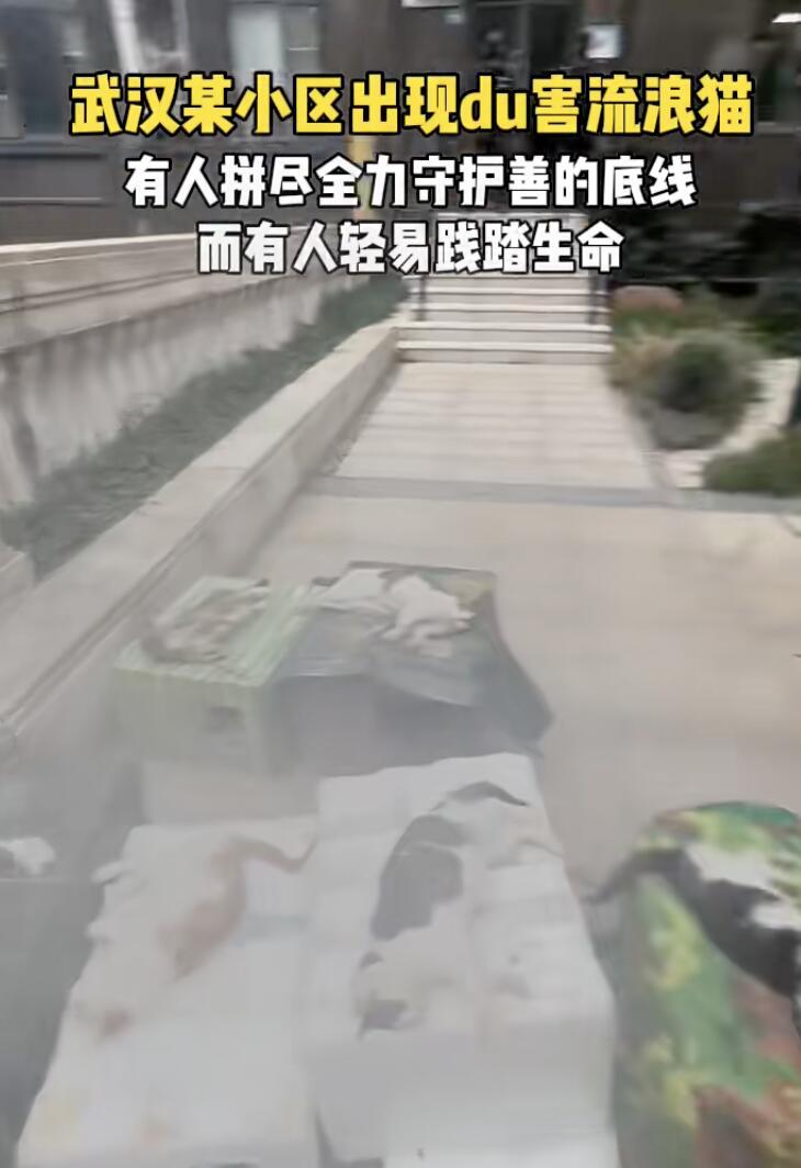 武汉一个小区最近出了件让人特别气愤的事。十几只流浪猫，疑似被人故意投毒，全死了。