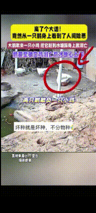 万万没有想到，一网友去家中鸡圈里喂鸡时，发现一只鸡淹死在鸡圈水池里，网友见状也是