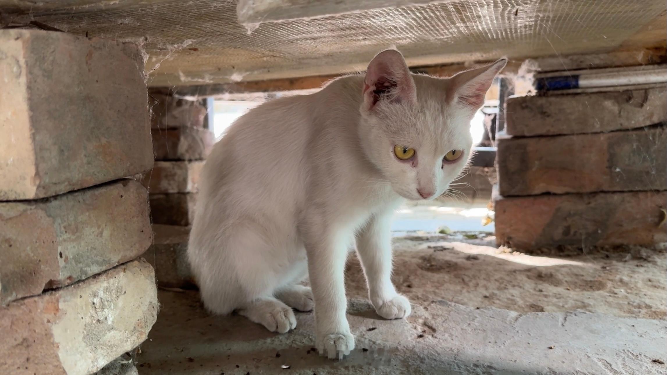周末愉快早上好呀小白猫和大长毛在车底下高冷的黑猫🐈⬛在小院子里我一进来它就躲到