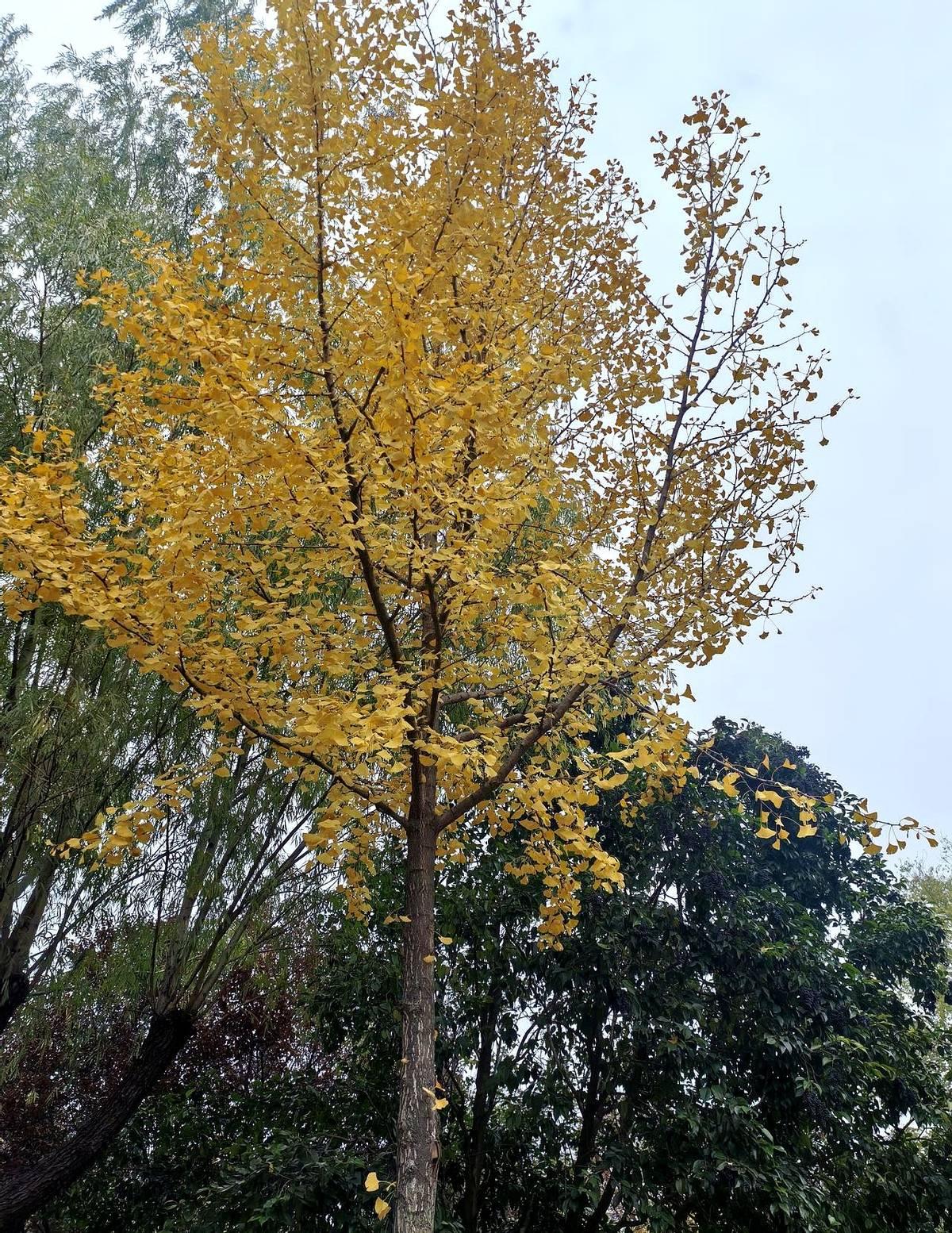 突然降温，羽绒服齐刷刷的出场了，却没有眼前一亮的感觉！几十号人的单位，没一个穿