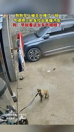 笑不活了！近日云南，男子中午回家时发现，家里的三轮车竟跟轿车撞到了一起，可这几天