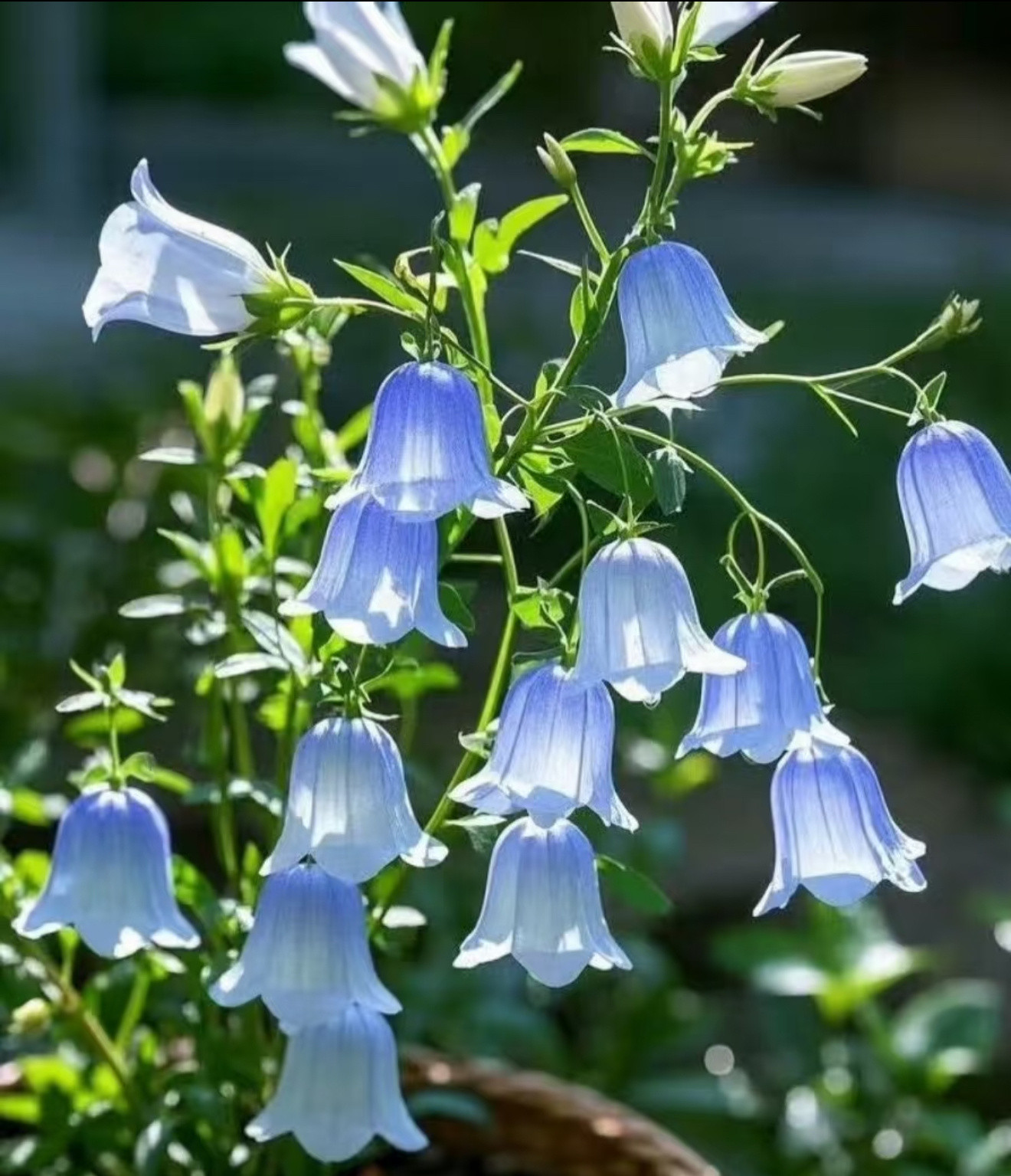 2200风铃草的日常种植养护秘籍寓意：风铃草象征温柔、健康、感恩、创造力。喜欢它