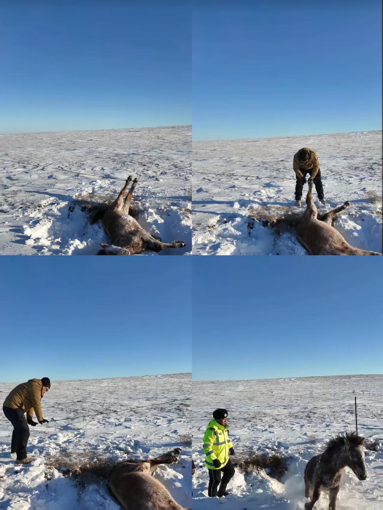 零下30℃草原生死救援！男子徒手剪铁丝救困马，网友：马年必行大运呼伦贝尔的
