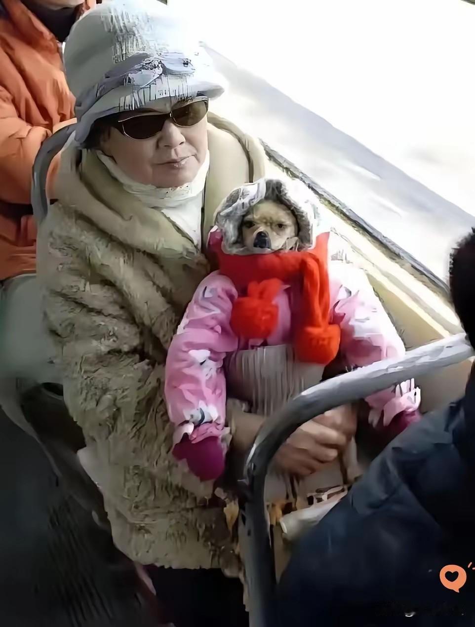 惊掉下巴！小区大姨为带宠物狗坐公交，给狗穿公主裙、扎小辫，伪装成小朋友蒙混过关！