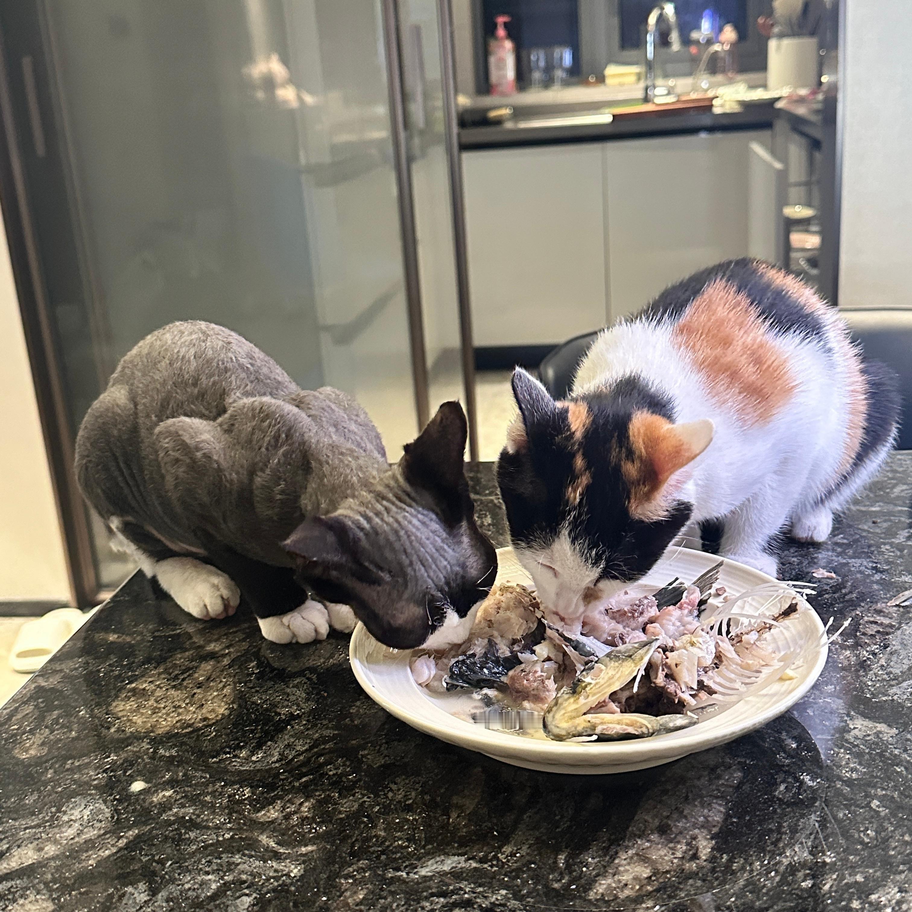 猫猫会不会晕主食吖🤓​​​