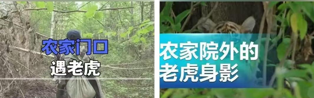 11月29日，黑龙江密山一户农家院外的监控摄像头，记录下了一段令人心跳加速的画面