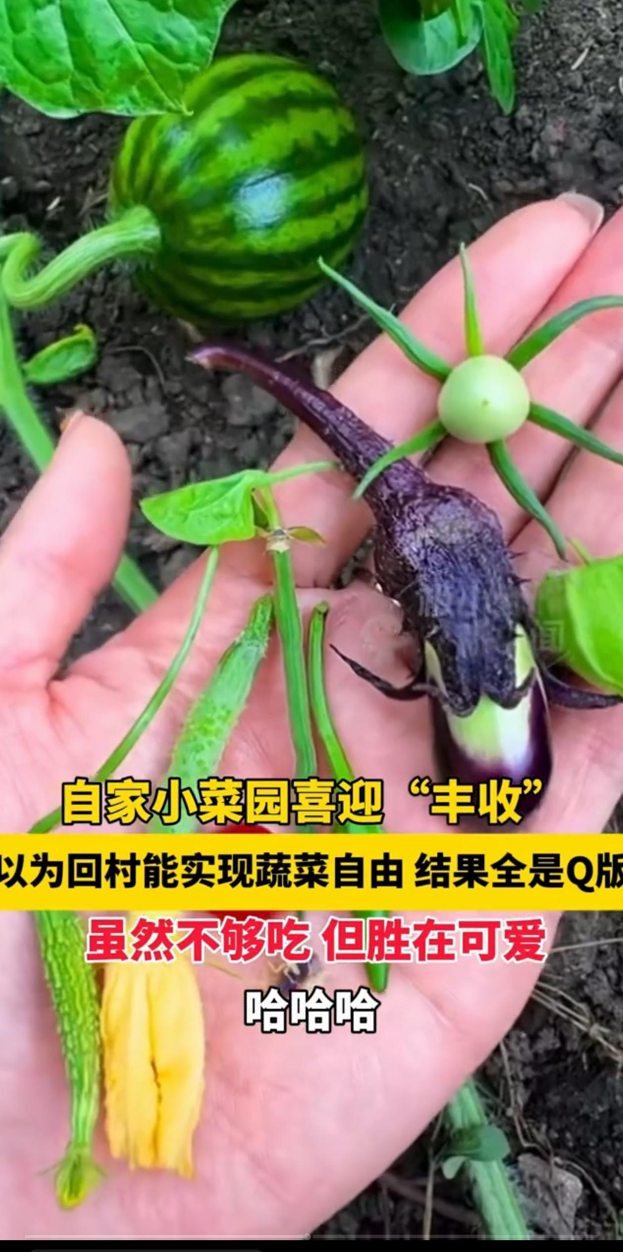 “这是咋种出来的？”黑龙江，女子和父亲一起开垦了一片小菜园，本以为精心照料能丰收