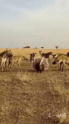 草原上的豪猪遇上一群鬣狗，这下看着要成“盘中餐”了！鬣狗们步步紧逼，眼神里全是