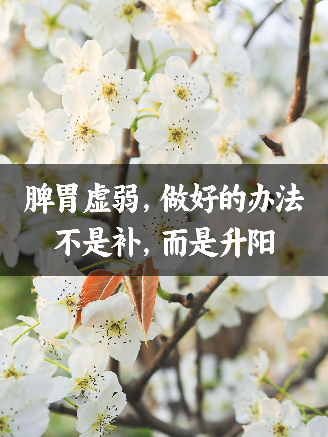 脾胃虚弱，做好的办法不是补，而是升阳