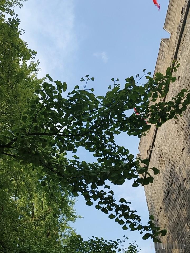 硕果累累，果为何果?秋黄果实何时硕果挂枝头