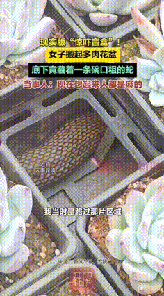 云南昆明，一女子在阳台给多肉浇水，意外发现多盆一鼓一鼓突起来，随手搬起一盘一探究