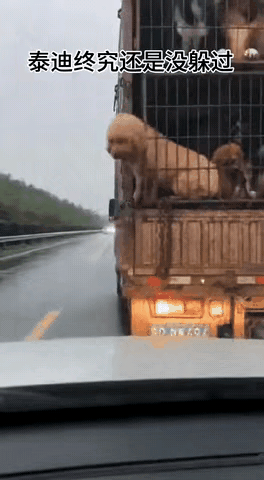 小狗努力从狗肉车上跳了下来，却被迎头而来的小车撞上了。这是一只大泰迪长的肥肥大大
