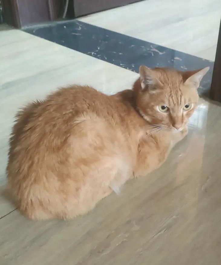 你们这些爱猫人士，有没有发现猫是一种反人类的动物？我家有一匹猫，每天早晨定时找