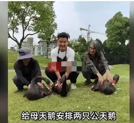 公黑天鹅找“年轻小三”，抛弃相伴五年的原配，以致原配伤心过度绝食，后续来了！饲