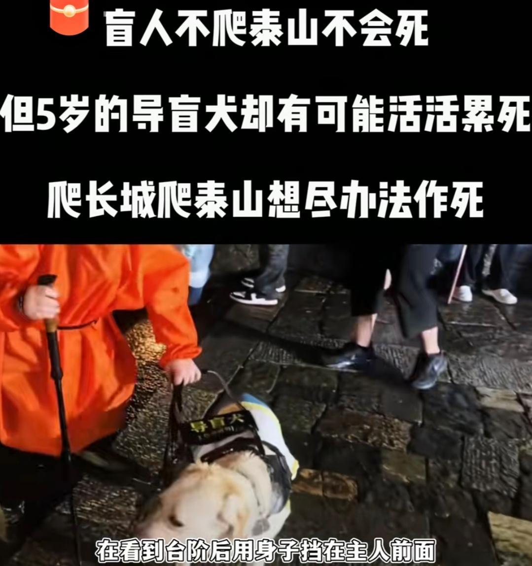 我们导盲犬只有不到400只，而盲人却有一千多万，能申请到一只导盲犬是有多么的不容
