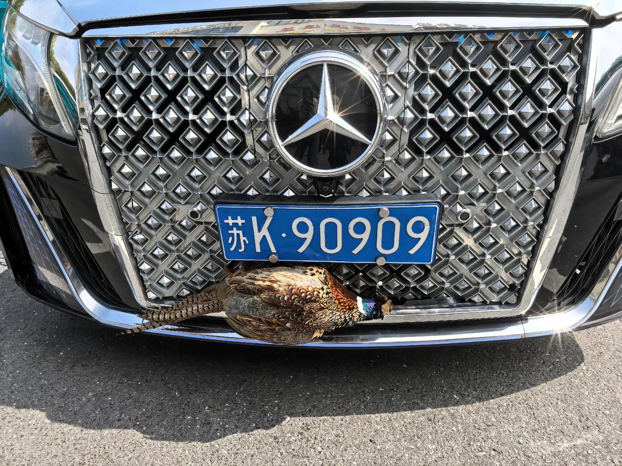 高速上时速120，飞来一只大野鸡，结果连被撞了个大洞，这下起步八千没了老哥，你