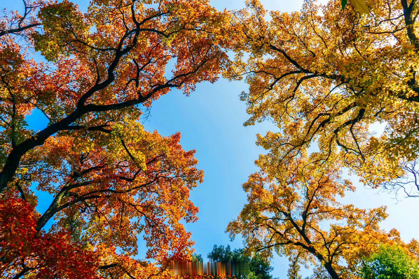 又是一年天平山的秋！漫山红枫层层叠叠，从山麓铺向云端，风过处，红叶如蝶翼蹁跹，