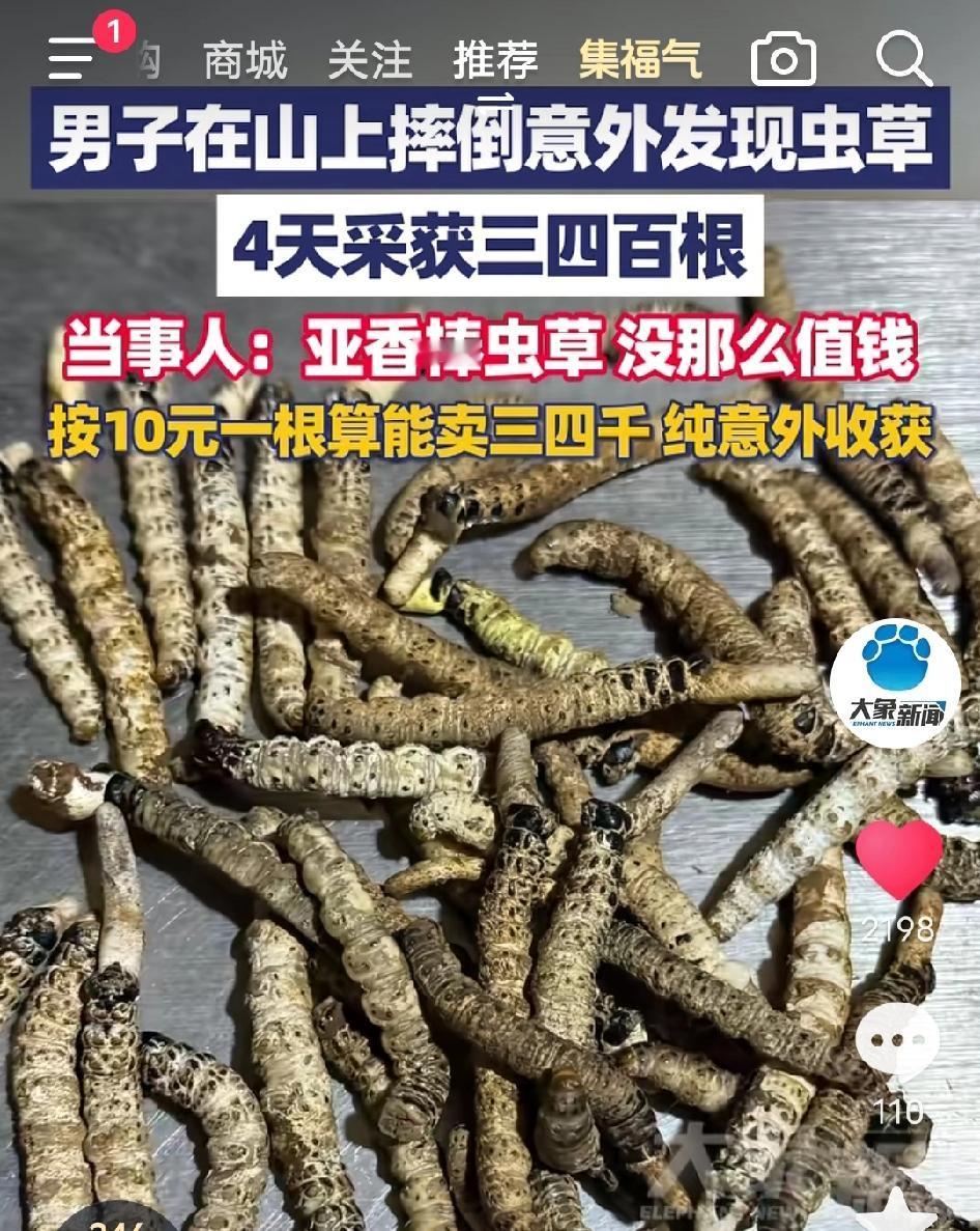 太惊喜！贵州，一男子上山行走时意外摔倒，竟发现一片“虫草窝”，4天连挖三四百根！
