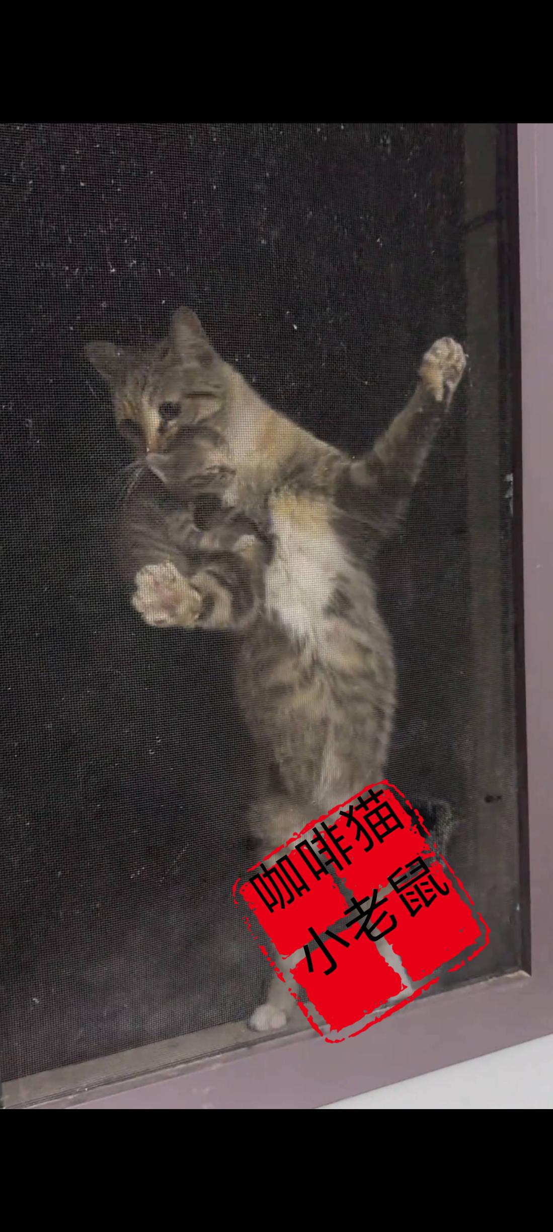 猫妈妈清尽所能将最后一只宝宝叼到人类窗台前的一刹那，此时的她已经疲惫不堪，好几次