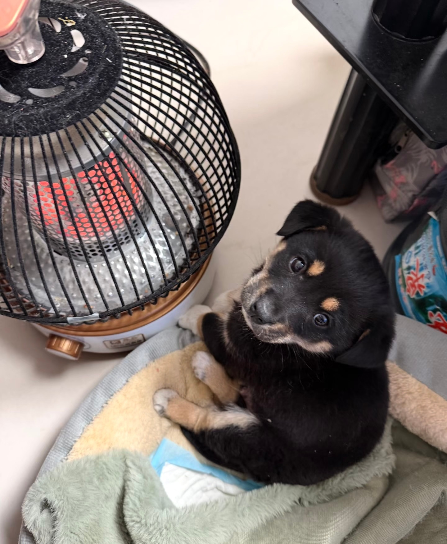 正在烤火的小狗