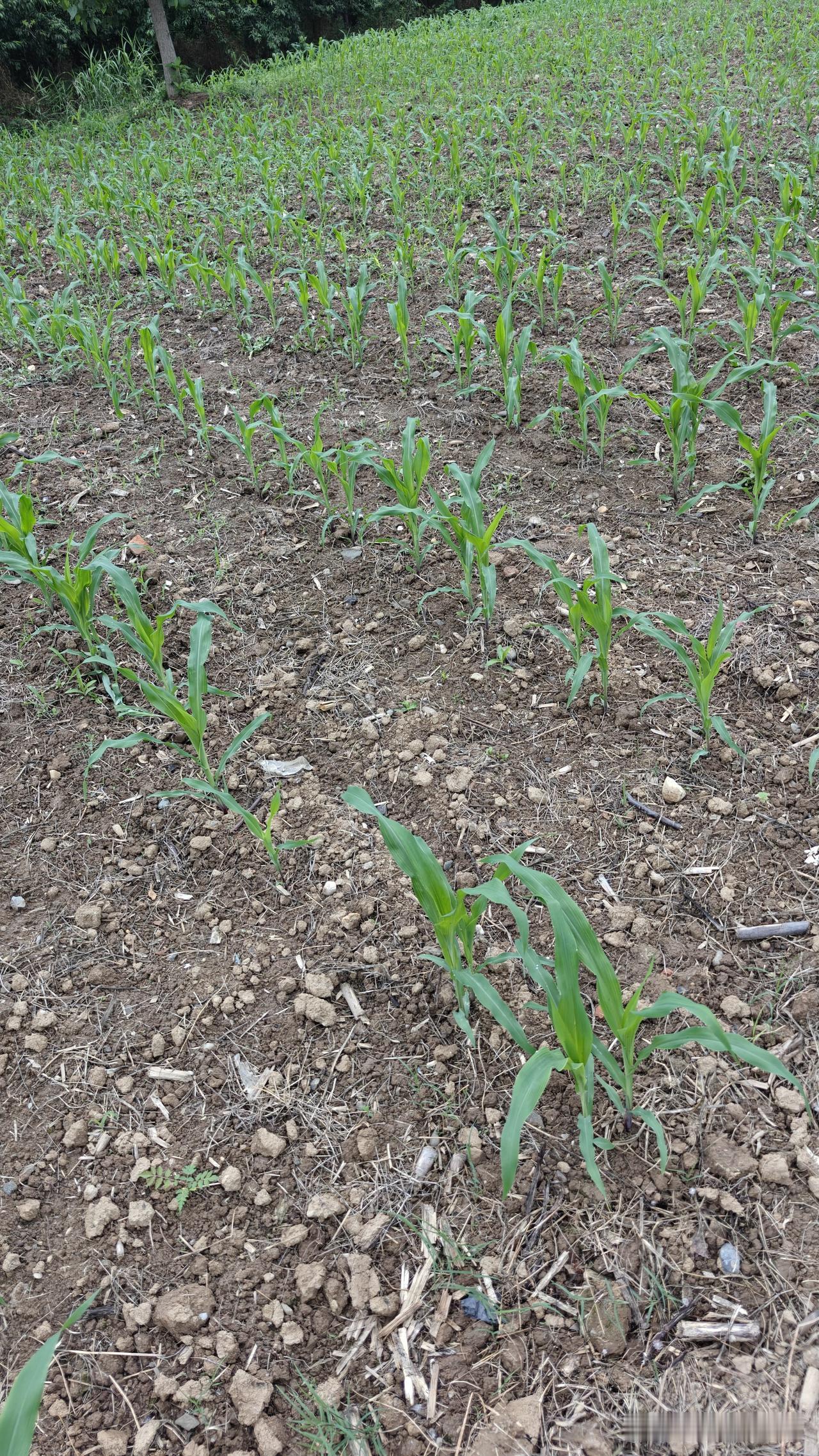 夏种玉米苗期追肥用碳铵，既实惠又省钱，而且肥效持续时间长。最佳追施时间玉米处于