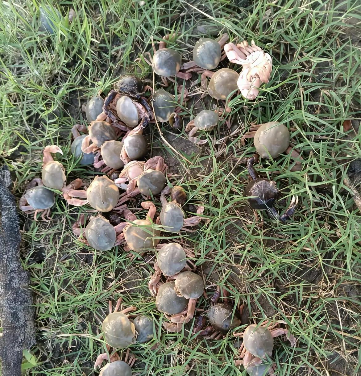 捡到这么多螃蟹，感谢大自然的馈赠