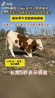 万物皆可灵。湖北襄阳，一女子见村头绑了一头牛，询问得知，这牛第二天早上就要被杀了