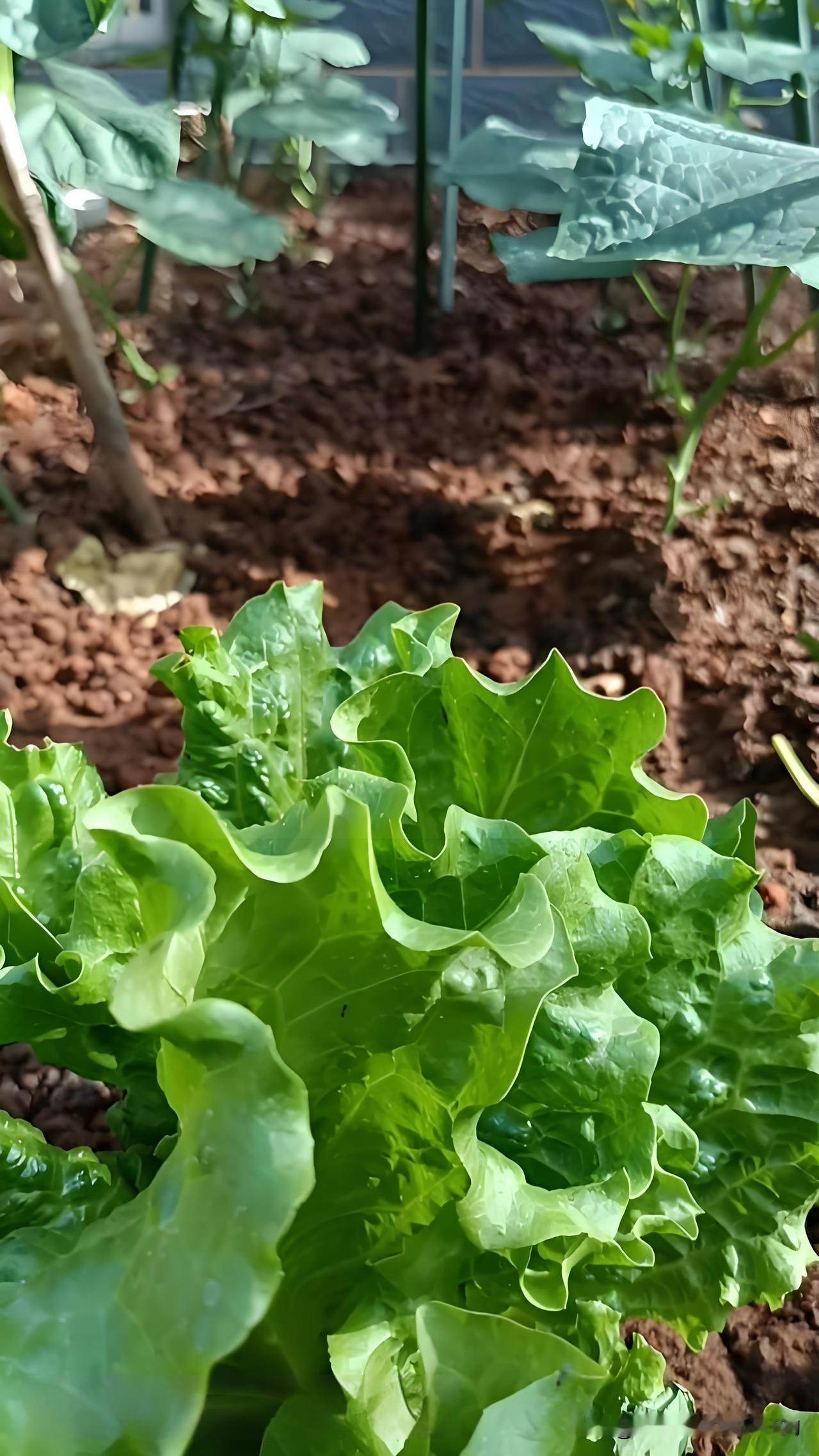 谷雨过后，这些菜不要再种了谷雨一到气温就往上蹿，咱种菜的可得注意了，那些喜欢