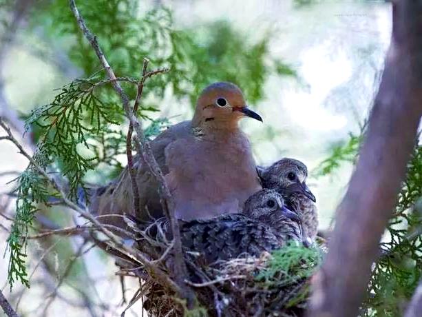 这是优秀教育的典范！近日，深圳市宝安区宝安中学一高三学生因无法忍受杜鹃啼叫的干