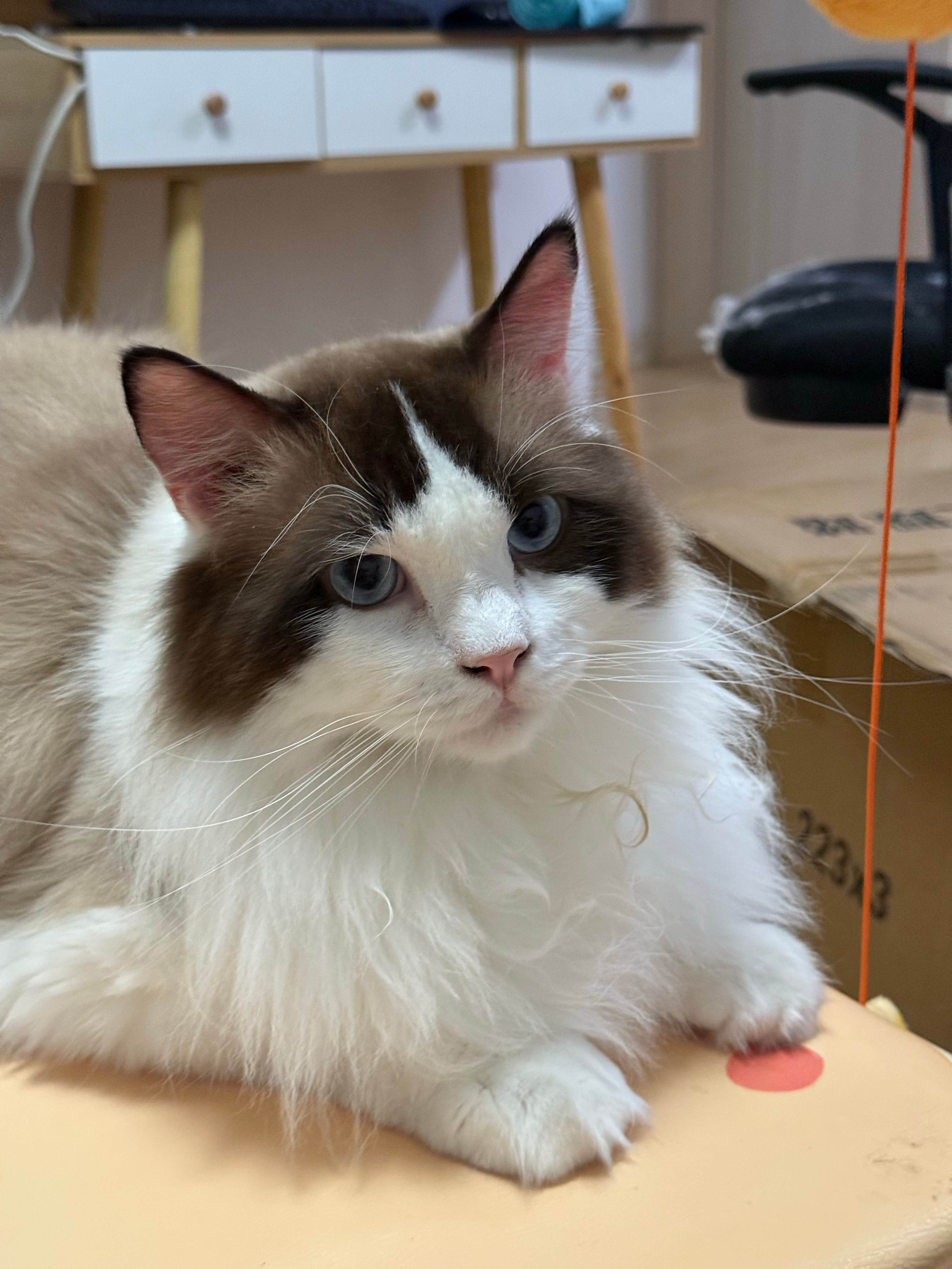 世界上怎么会有如此貌美的猫，可惜我猫毛过敏，还不能接受家里全是毛，不然早晚得养一