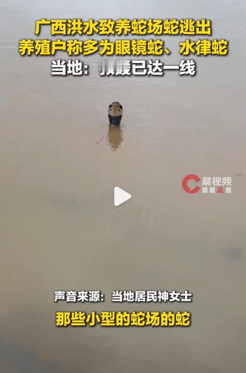 广西的朋友一定要注意安全啊！广西洪水致养蛇场蛇逃出，包括眼镜蛇，网友称已有人被咬