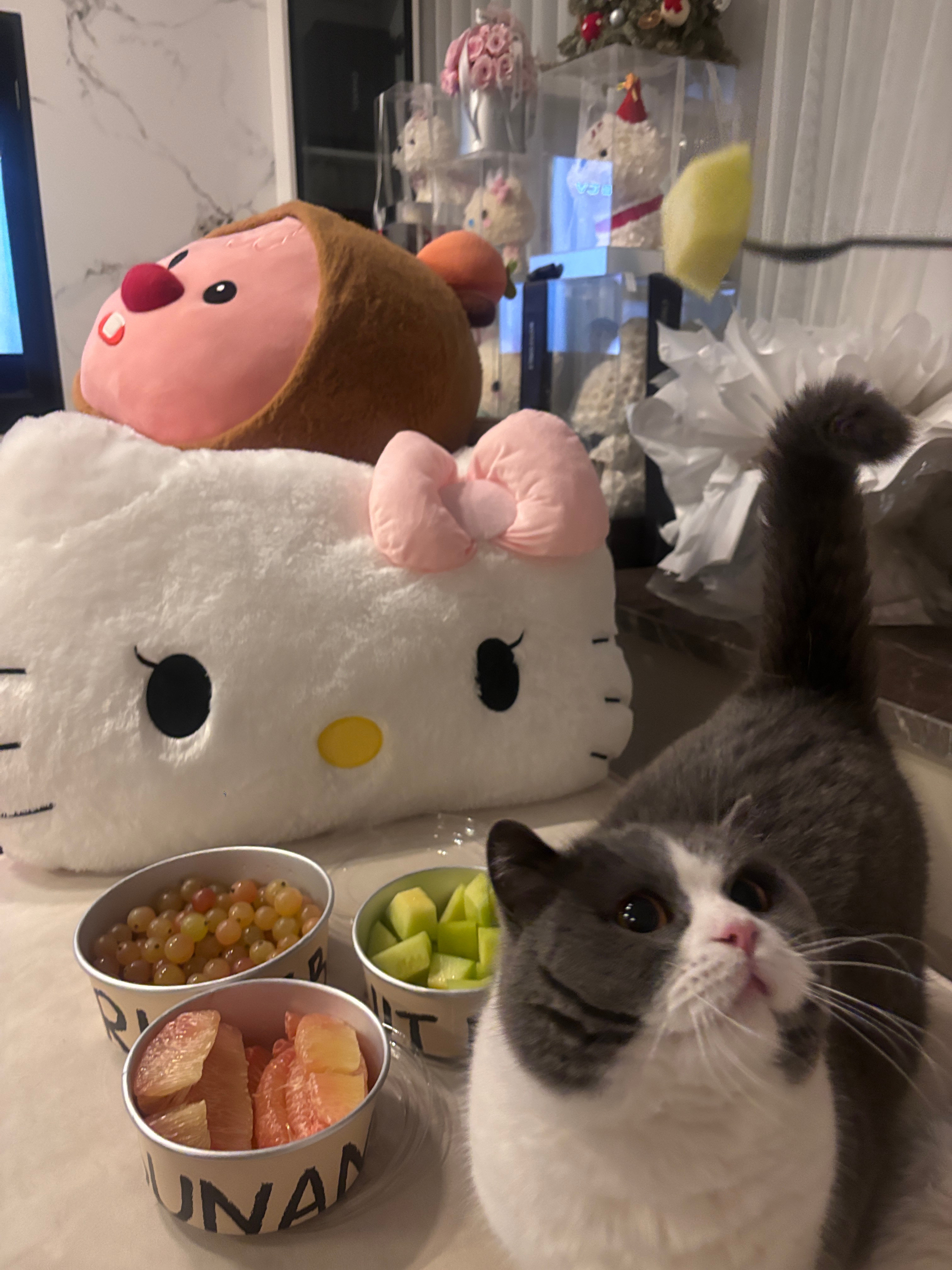 aaaaa我的小猫咪小猪咪[爱心]​​​
