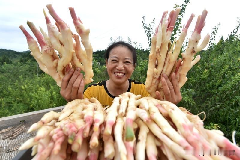 萝卜和生姜并非人人都吃。这些人要小心！萝卜生姜并非人人能吃“冬吃萝卜夏吃姜”