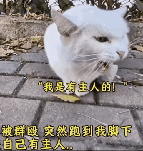 小姐姐也是觉得它非常可爱，帮了它也就回去了。可那之后小姐姐一直牵挂着它，夜不能寐