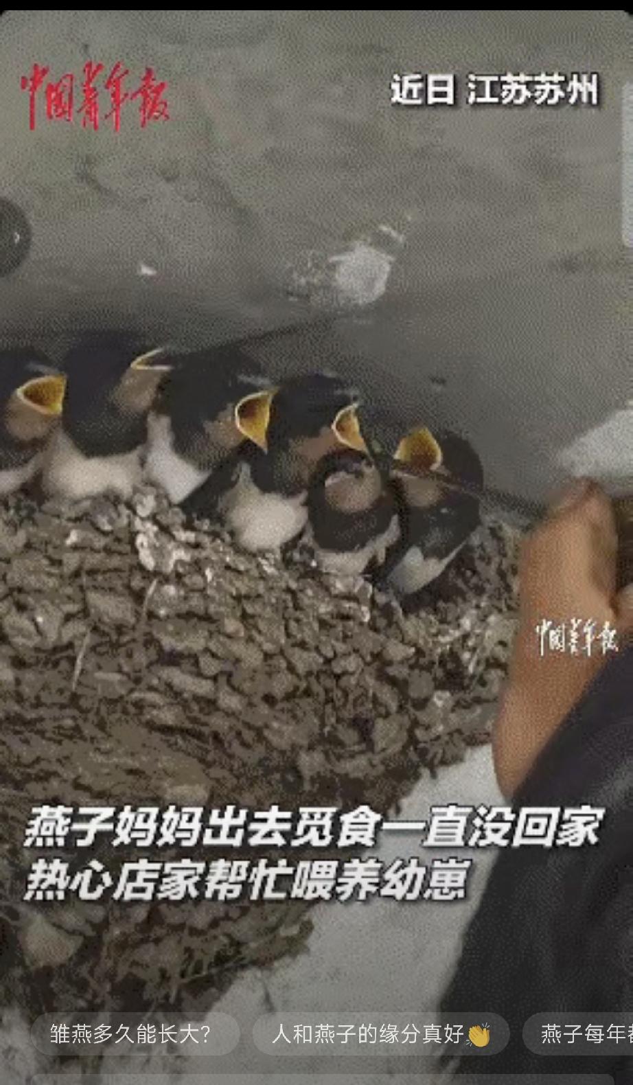 近日，江苏太仓一只母燕子，连续几天都没有回家，6只小燕子饿得精神萎靡，店主的一个