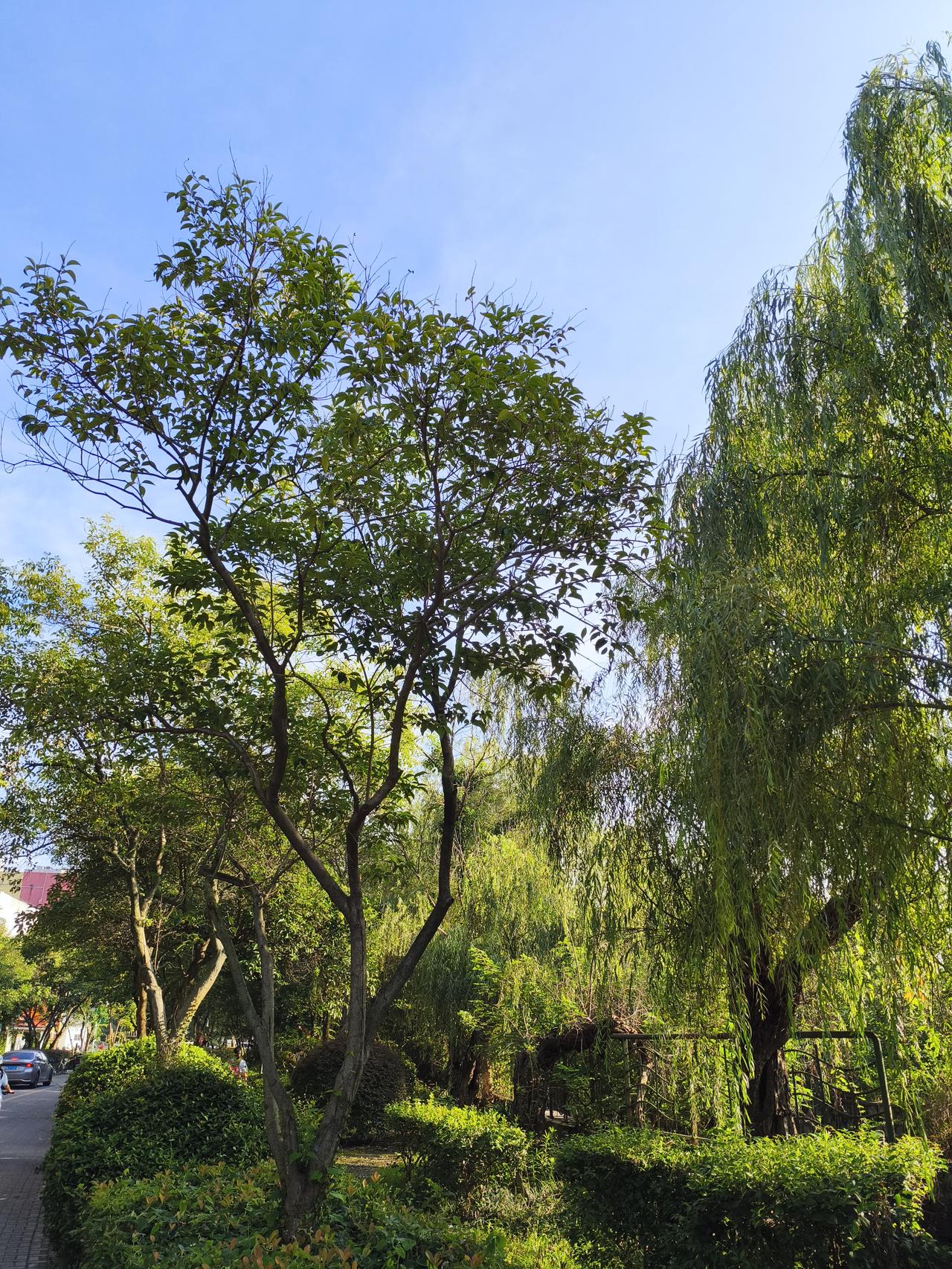 南京这高温名副其实啊！今年三伏天从7月15日开始，长达40天，比去年还多10天。