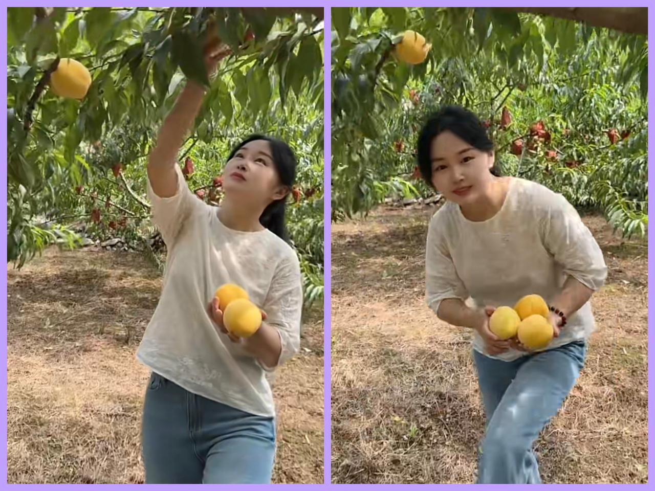 这种黄桃它不酸，糖分远不及榴莲。先摘几个你尝尝，…………………………请你