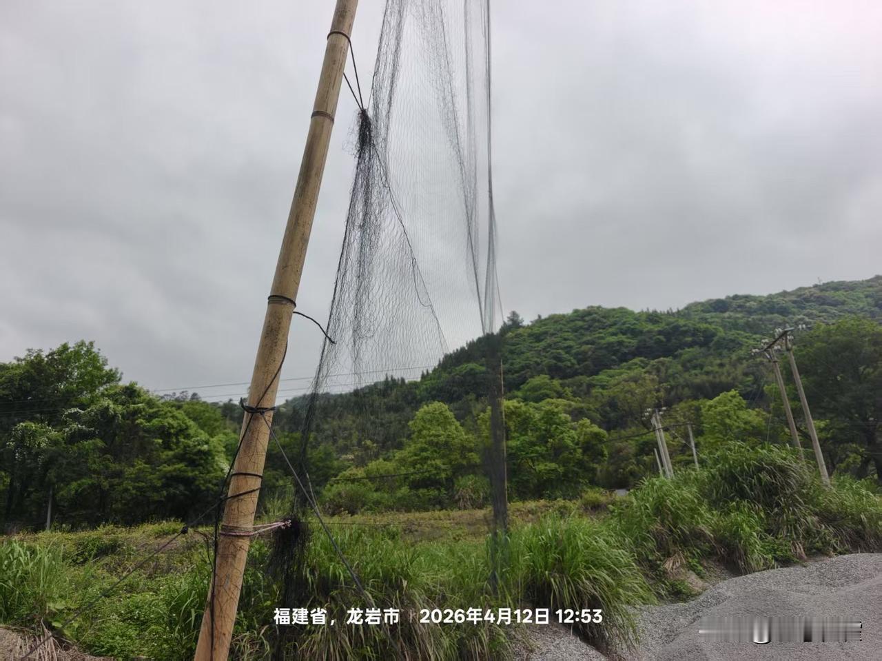 【福建龙岩319国道旁惊现专业捕鸟网】“中国零鸟网零兽夹零野味零电鱼零垃圾零污水