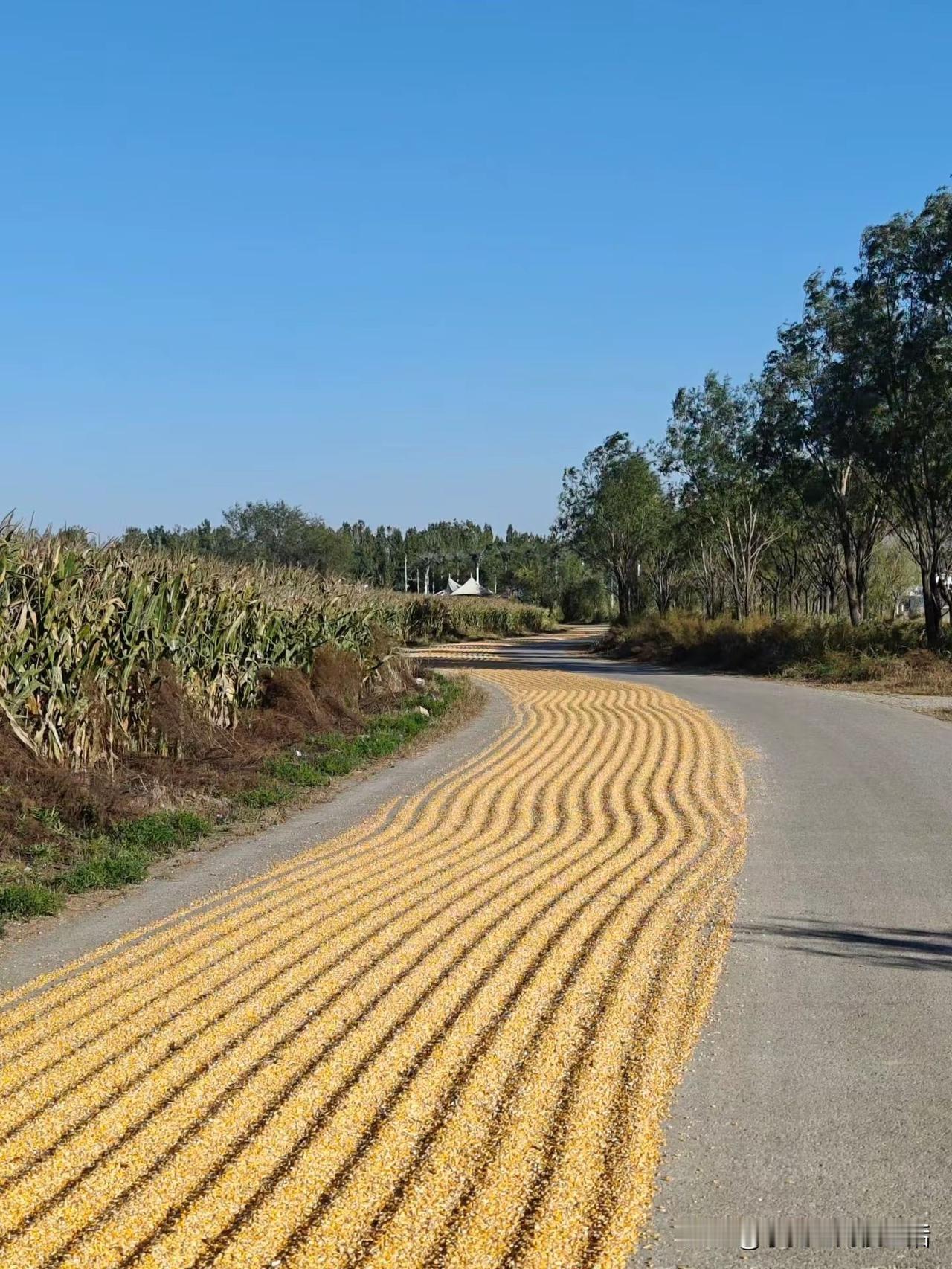 天津的秋天没有东北的秋清清爽爽爽，也没有江南的梅雨连绵，天津的秋很热，很闷。天津