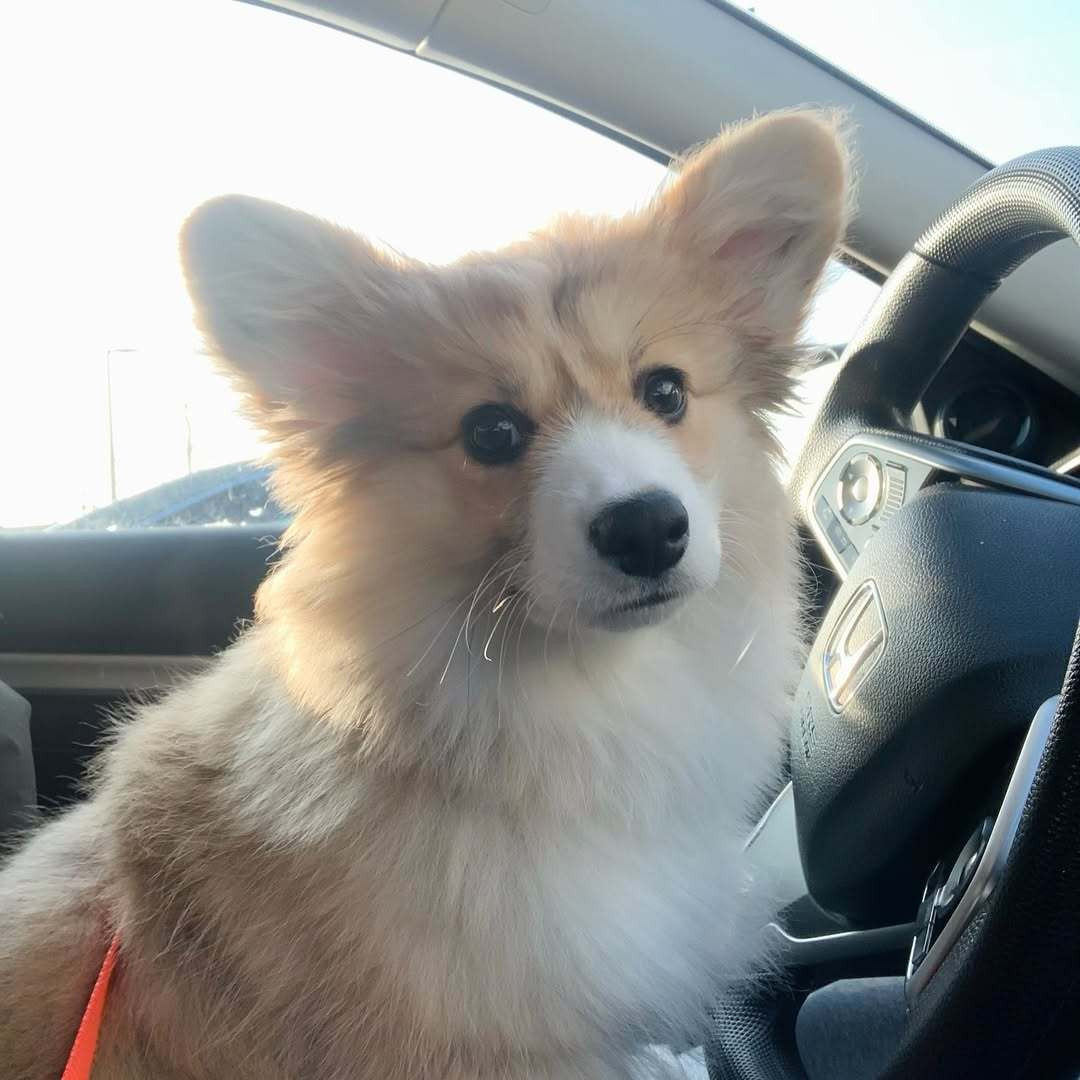 叫到一辆车，司机是一只小柯基，宝宝的腿是怎么踩到油门的呢