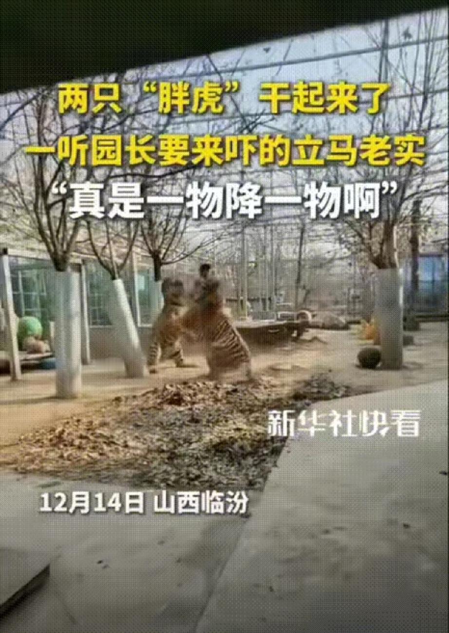 一山不容二虎，两只虎碰面经常会打架。12月14日，山西临汾动物园。两只老虎又碰面